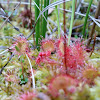 Round-Leaved Sundew