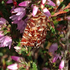 Beautiful Yellow Underwing