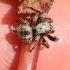 Jumping Spider