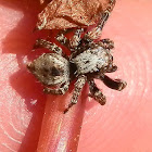 Jumping Spider