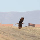 Harris's Hawk