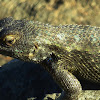 Coast Range Fence lizard