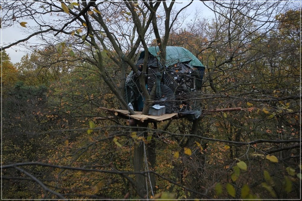 Os moradores das copas das árvores da floresta de Hambach