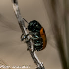 6-spot Leaf Beetle