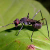 Stilt-legged fly