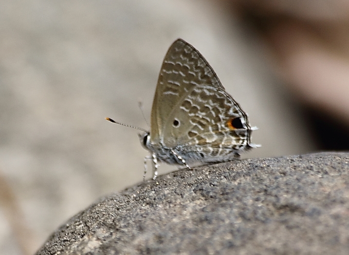 Pointed Ciliate Blue