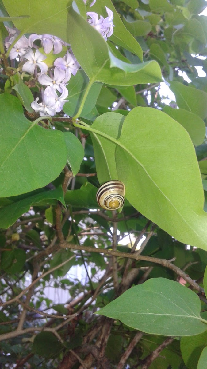 Snail