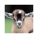 Baby Goats New Tab Chrome extension download