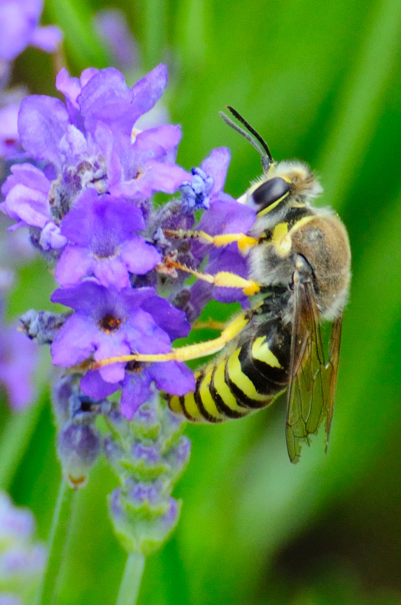 Sand Wasp;