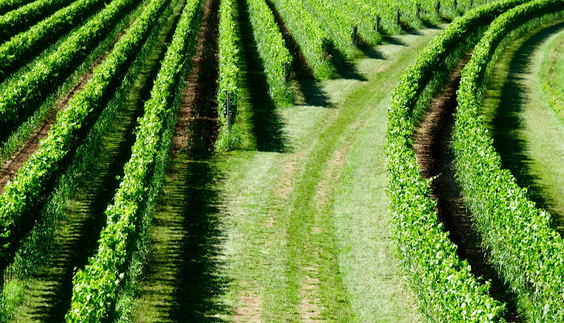 filari dinamici di mariellaturlon