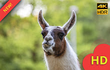 Funny Llama Wallpaper & Lama Theme HD small promo image