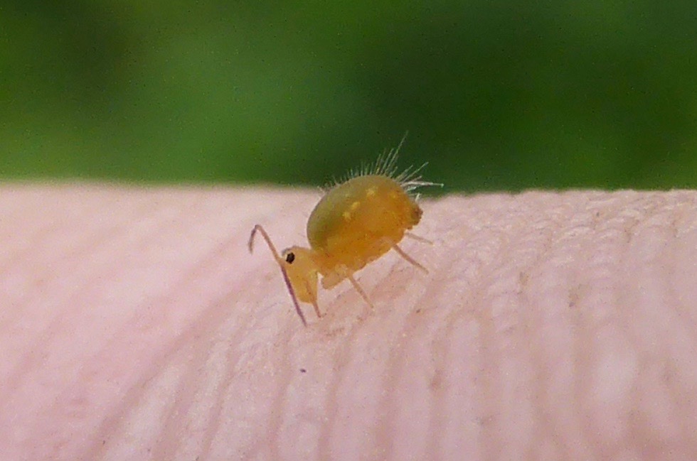 Globular Springtail