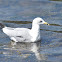 Ring-billed gull