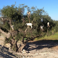 L'albero delle caprette..... di 