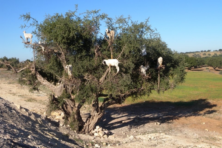 L'albero delle caprette..... di maurice60