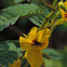 Partridge Pea