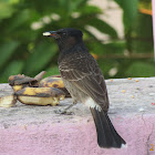 Red-vented Bulbul