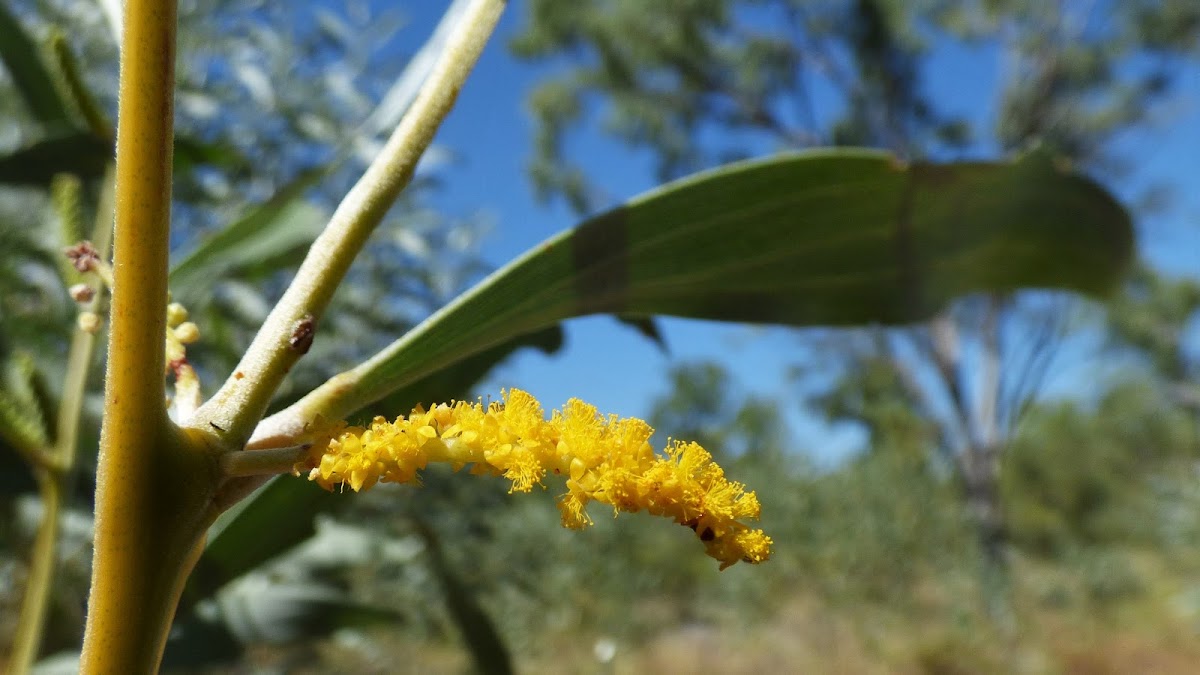 Wattle