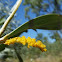 Wattle