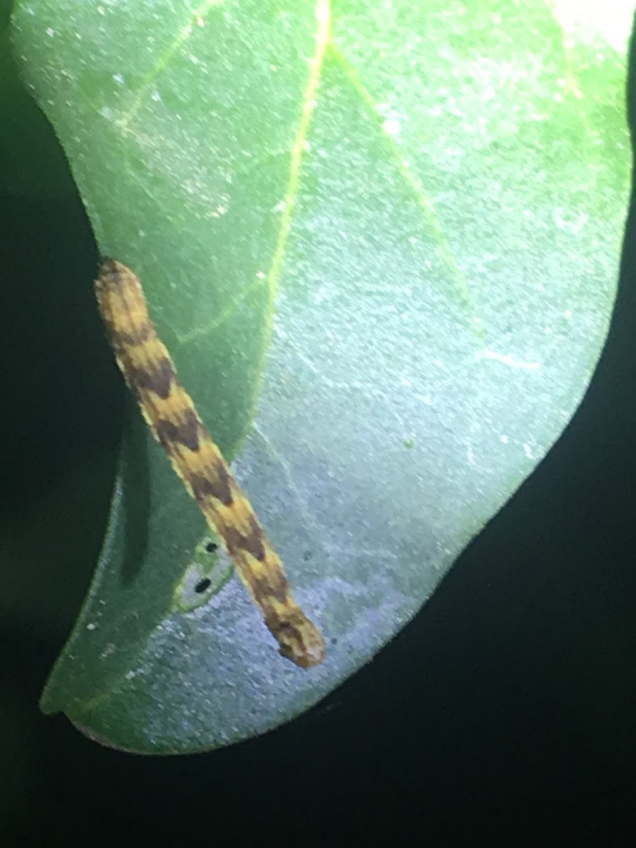 Inch Worm (Geometer Moth)