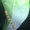 Inch Worm (Geometer Moth)