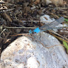 Blue-fronted dancer damselfly