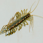 HOUSE CENTIPEDE