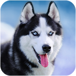 Cover Image of Descargar Husky siberiano que habla 1.8.0 APK