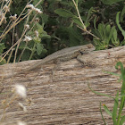 Southwestern Fence Lizard