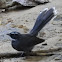 White-throated Fantail