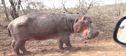 Hippo filmed in the Kruger National Park.