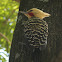 Blond-crested Woodpecker