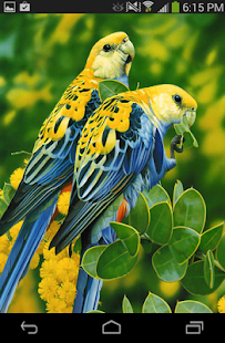 How to install Love Birds Wallpaper Live lastet apk for laptop