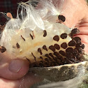 Common Milkweed pod