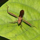 Broad-headed Bug