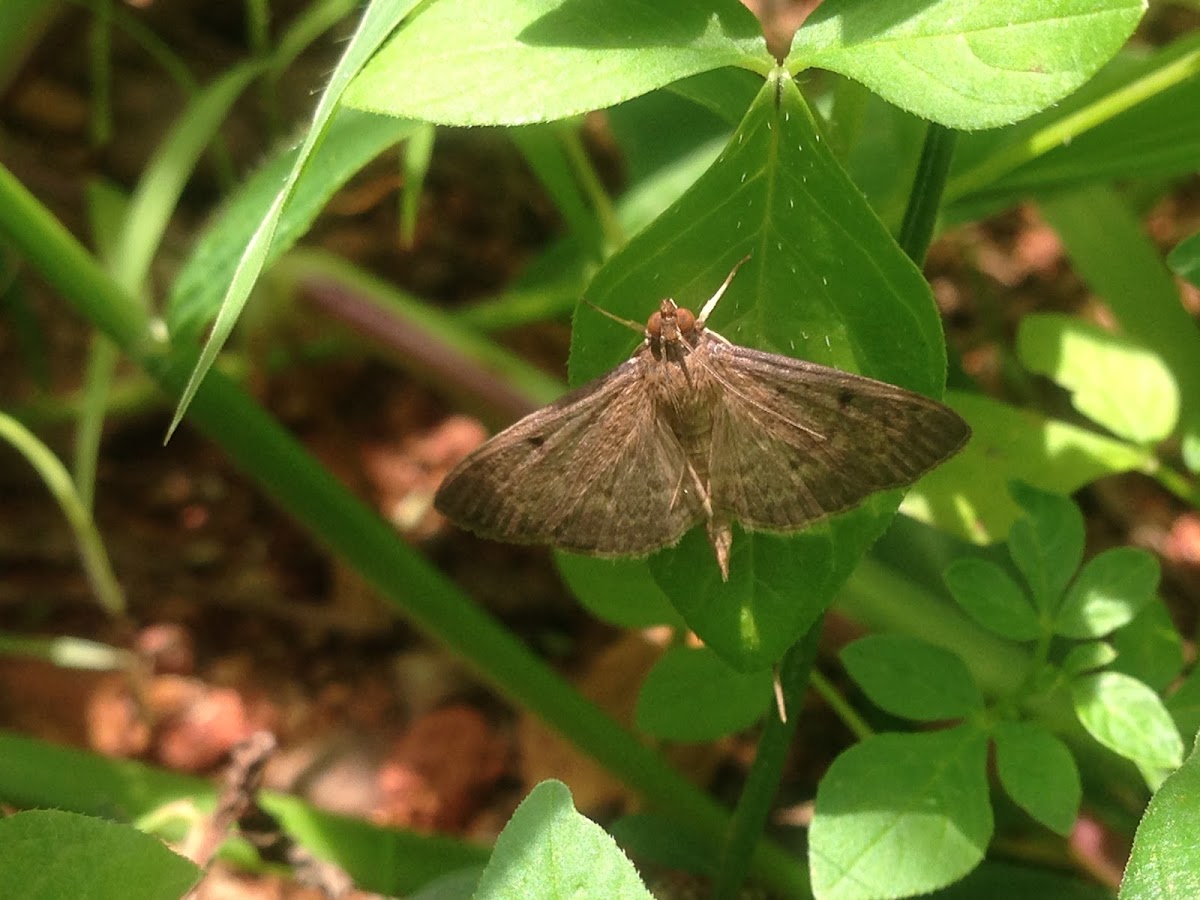 Tropical sod webworm moth