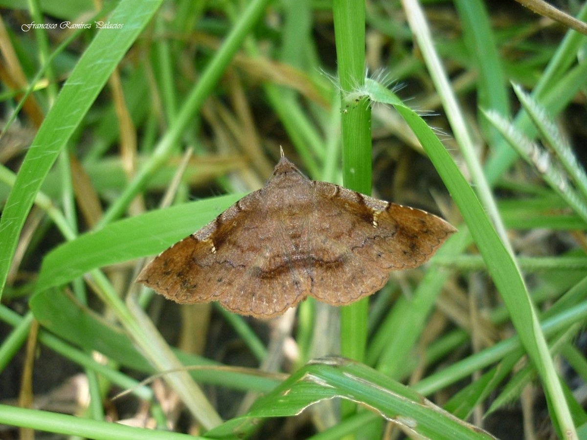 Detracted Owlet Moth