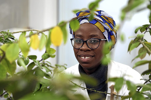 Masters student Lerato Molekoa eliminates invasive plant species.