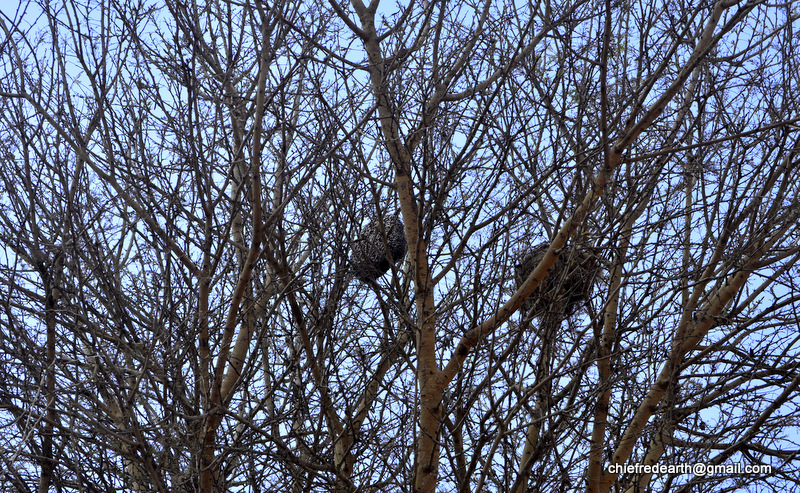 bird nest and beehive