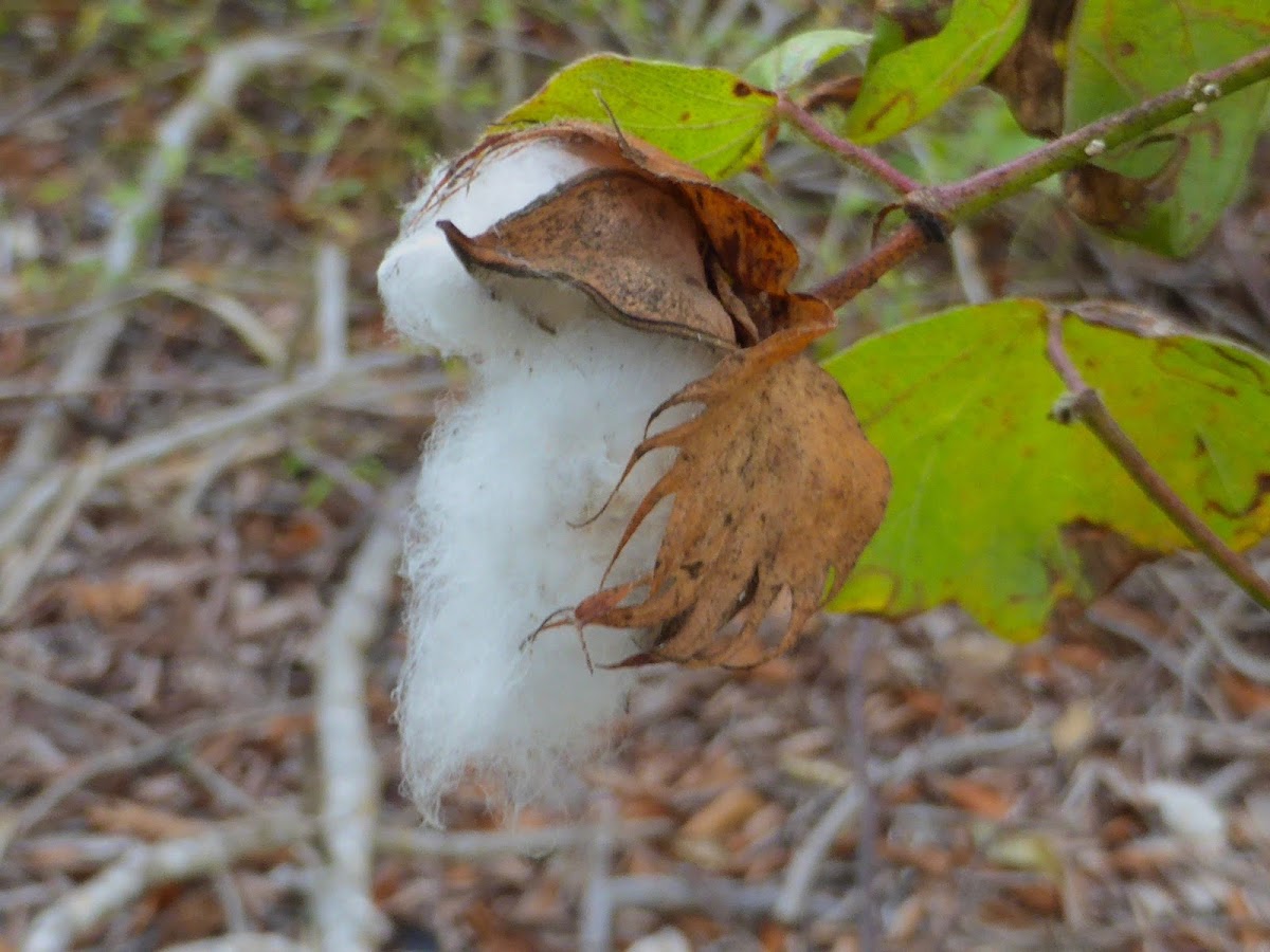 Upland Cotton