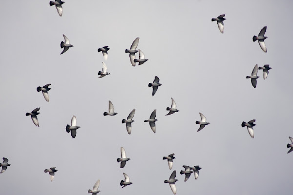 TRAFFICO AEREO di Luca Capobianco