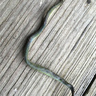 Northern Rough Greensnake