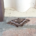 black witch moth