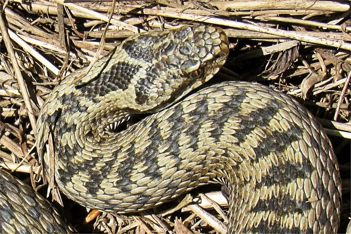 Common European adder