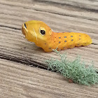 Spicebush Swallowtail Caterpillar