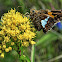 Silver-Spotted Skipper