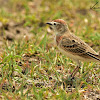 Lark  -  Red-capped Lark