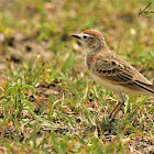 Lark  -  Red-capped Lark