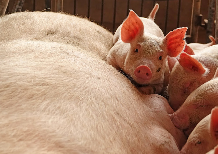 The Dominican Republic will slaughter thousands of pigs.