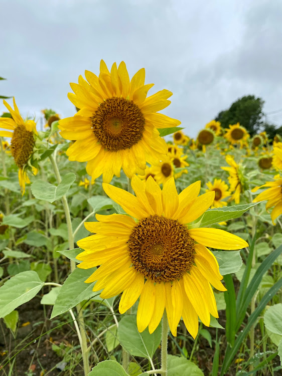 フーガの当別町医療大学そば🌻・🌻ひまわり畑🌻・当別ダム・青山ダムに関するカスタム事例の投稿画像2枚目